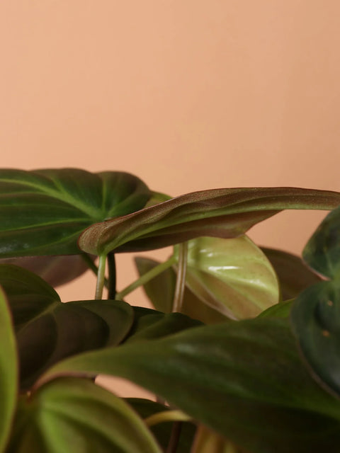 Philodendron Micans