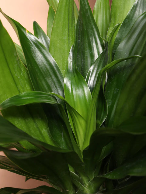Dracaena Compacta XL