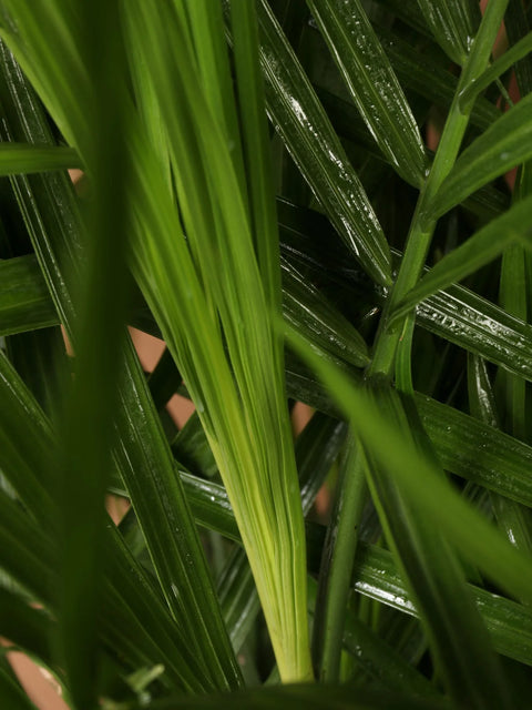 Bamboo Palm XL