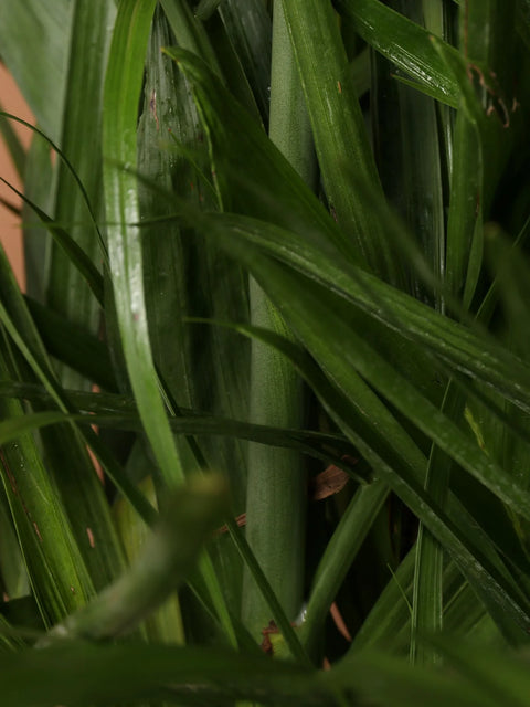 Bamboo Palm XL