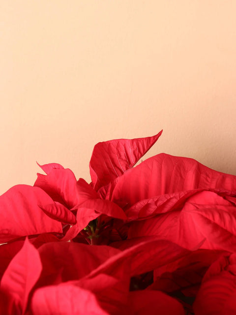 Poinsettia Red XL
