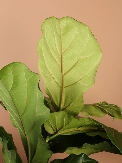 Fiddle Leaf Fig XL