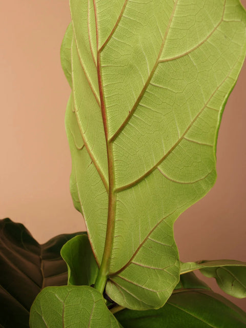 Fiddle Leaf Fig XL