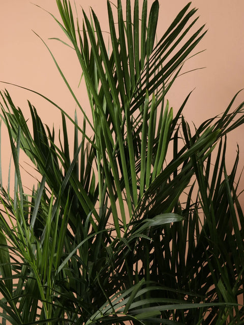 Bamboo Palm XL