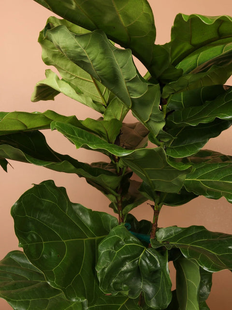 Fiddle Leaf Fig XL