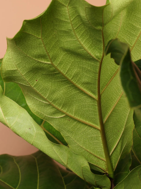Fiddle Leaf Fig XL