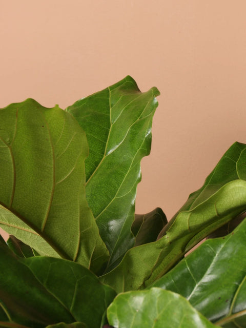 Fiddle Leaf Fig XL