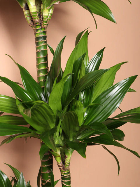 Dracaena Compacta XL