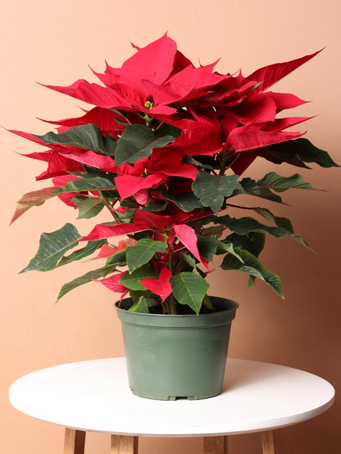 Poinsettia Red