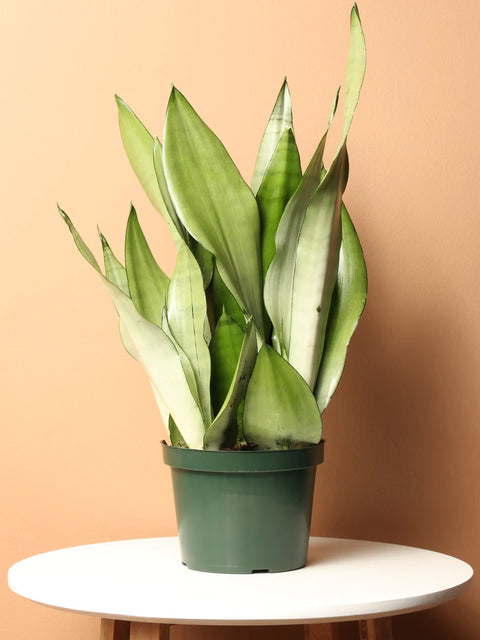 Sansevieria Moonshine