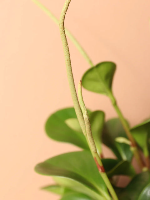 Peperomia Obtusifolia
