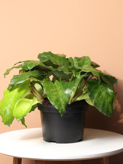 Calathea Musiaca