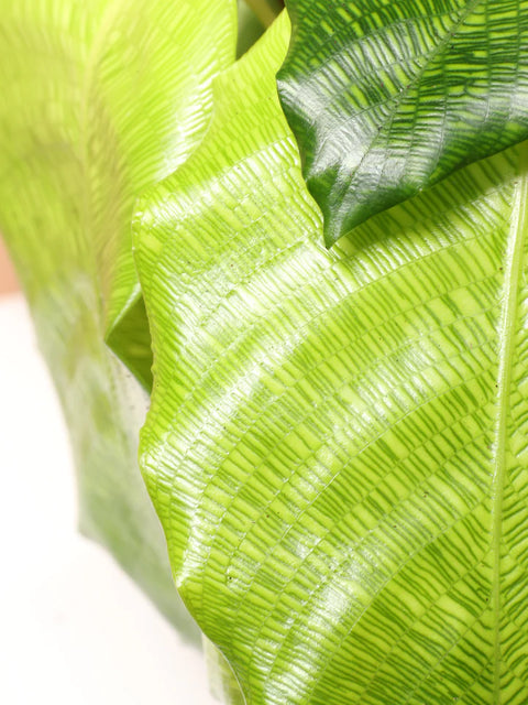 Calathea Musiaca