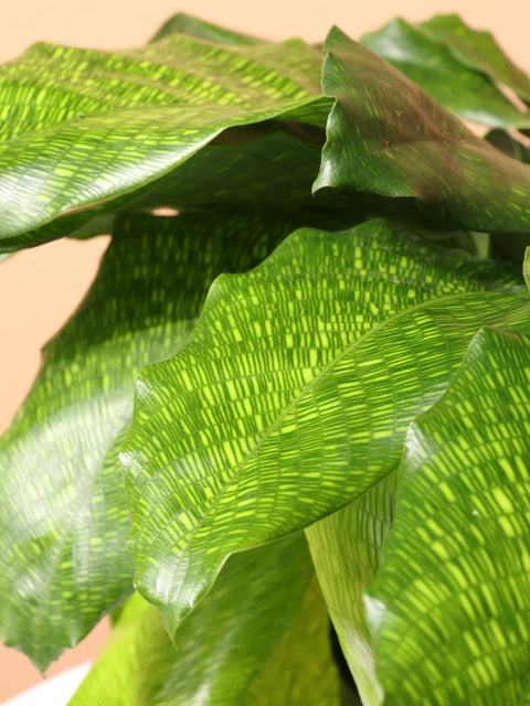 Calathea Musiaca