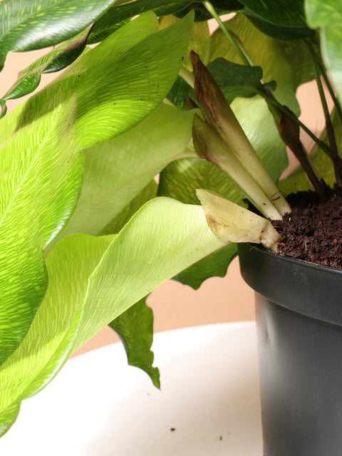 Calathea Musiaca