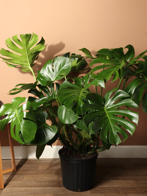 Monstera Deliciosa