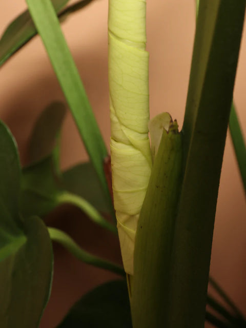 Monstera Deliciosa
