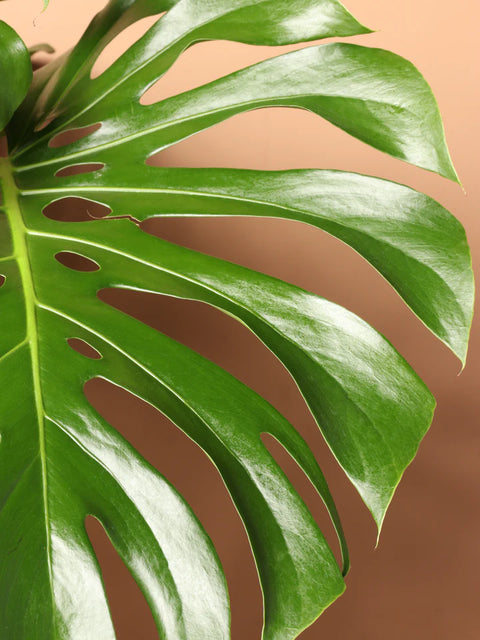 Monstera Deliciosa