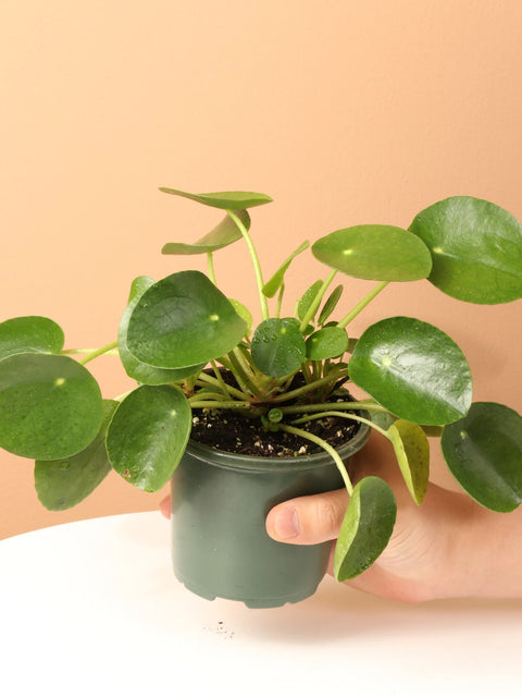 Pilea Peperomioides