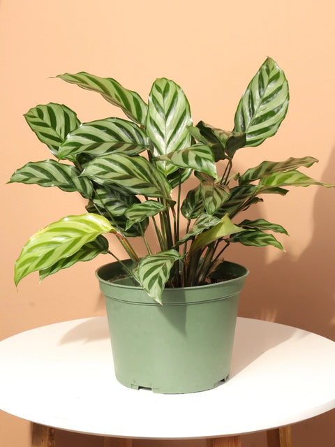 Calathea Freddie