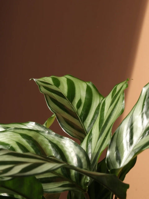 Calathea Freddie