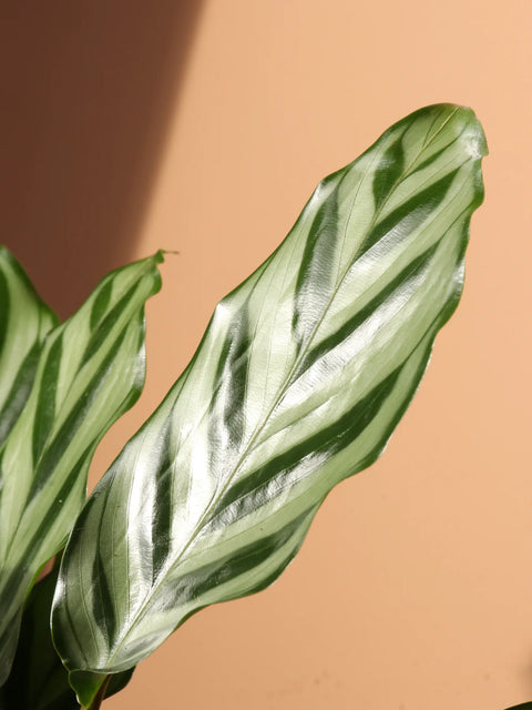 Calathea Freddie