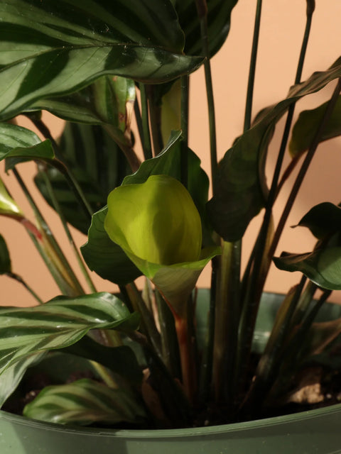 Calathea Freddie
