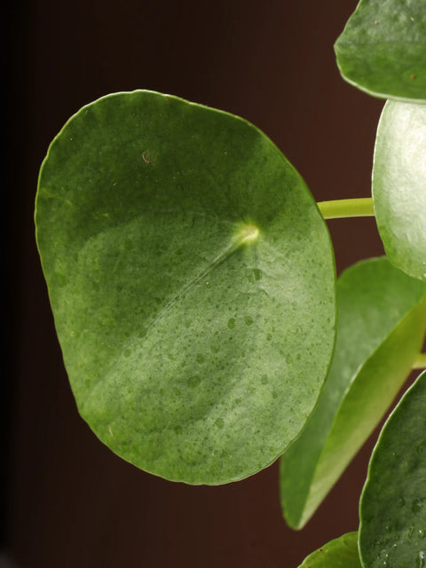 Pilea Peperomioides