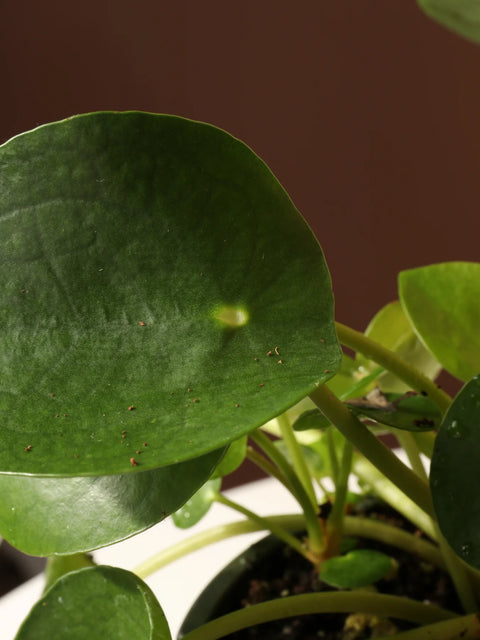 Pilea Peperomioides