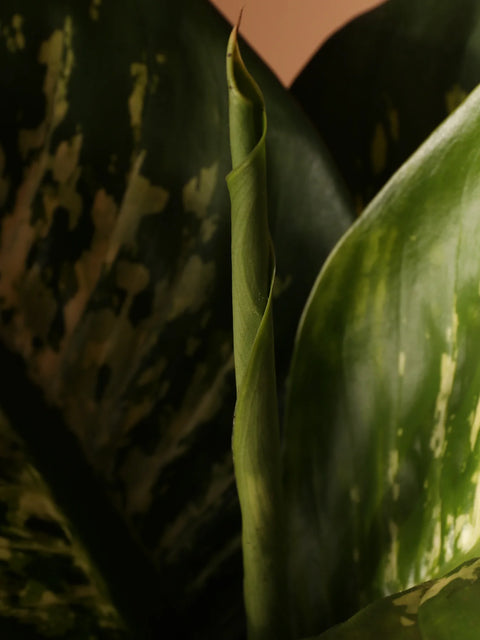 Dieffenbachia Tropic Snow