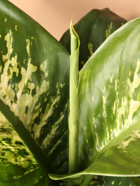 Dieffenbachia Tropic Snow
