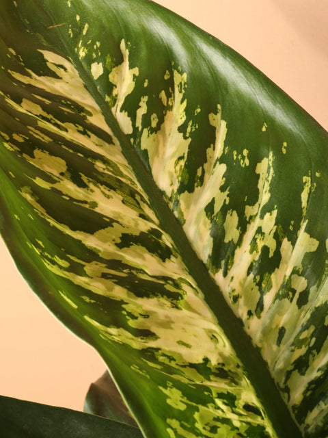 Dieffenbachia Tropic Snow
