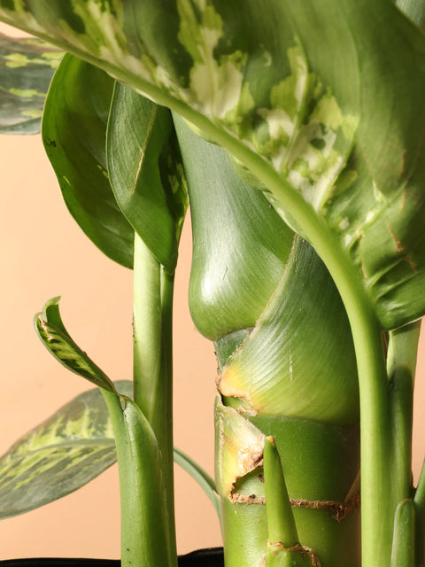 Dieffenbachia Tropic Snow