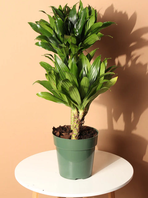 Dracaena Compacta