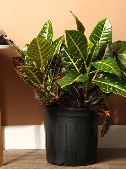 Croton Petra