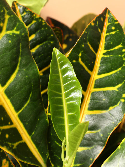 Croton Petra