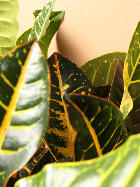 Croton Petra