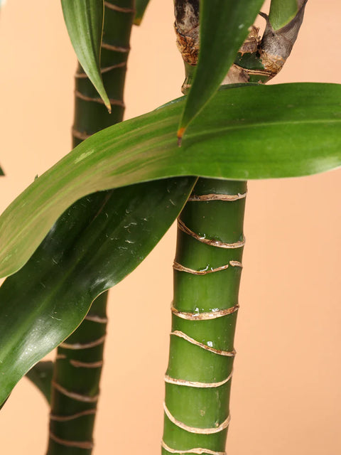 Dracaena Compacta