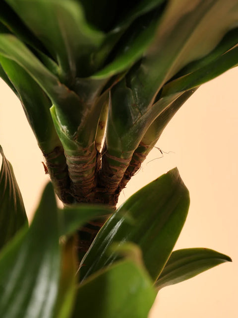 Dracaena Compacta