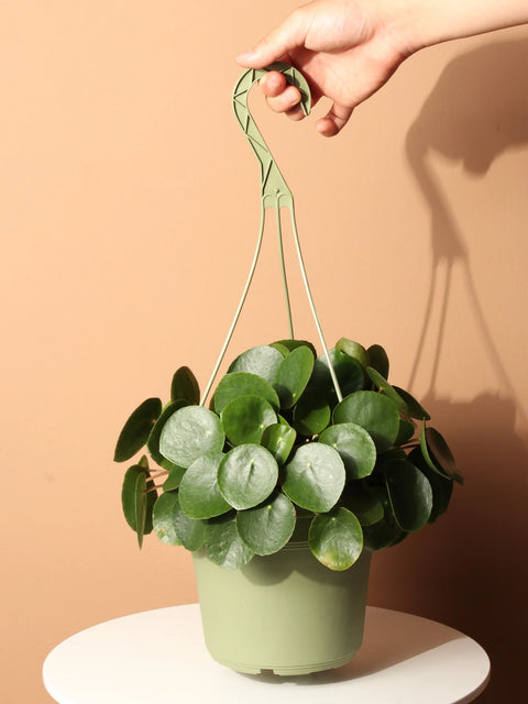 Pilea Peperomioides XL