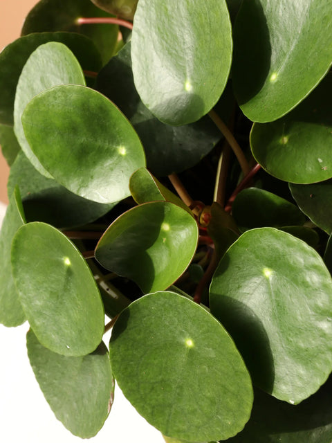 Pilea Peperomioides XL