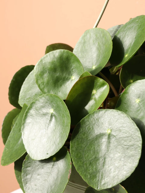 Pilea Peperomioides XL