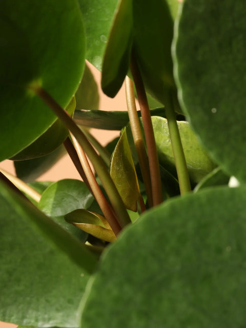 Pilea Peperomioides XL