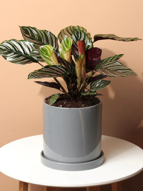 Calathea Pinstripe