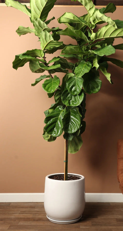 Fiddle Leaf Fig XL