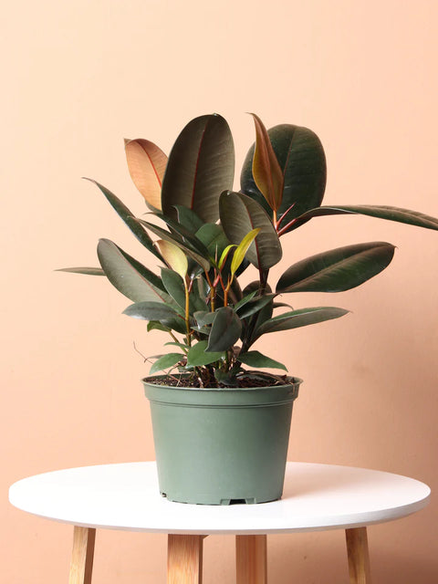 Rubber Plant