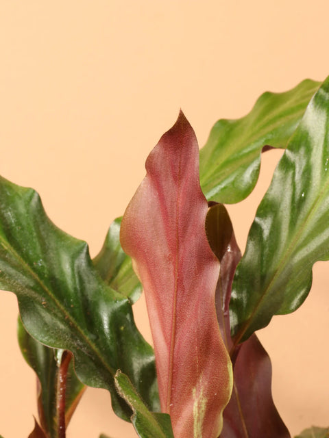 Calathea Rufibarba