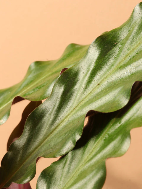Calathea Rufibarba