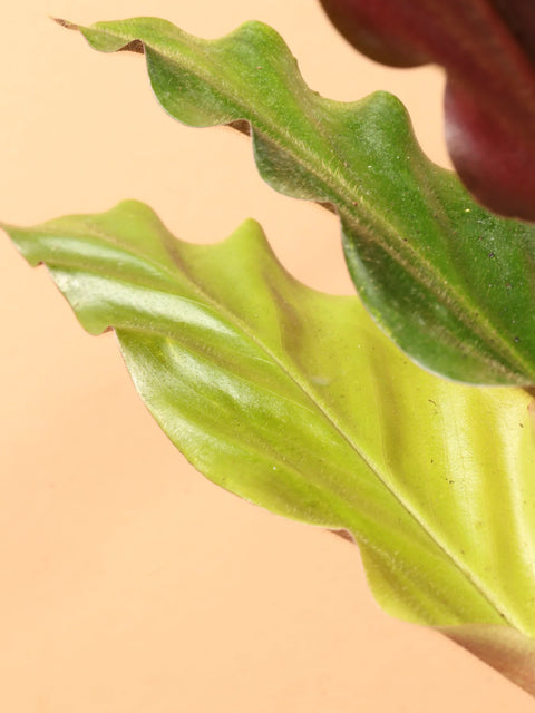 Calathea Rufibarba