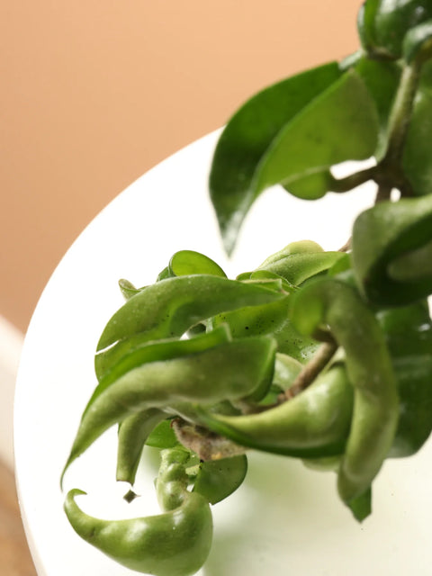 Hoya Carnosa Compacta - Hindu Rope
